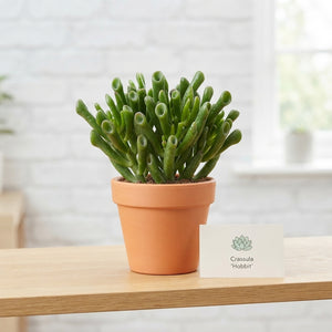 Crassula Hobbit Succulent – 12cm Pot