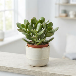 Mixed Crassula Succulent – 5.5cm Pot