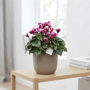 White Large-Flowered Cyclamen (Cyclamen persicum) – 22cm Pot