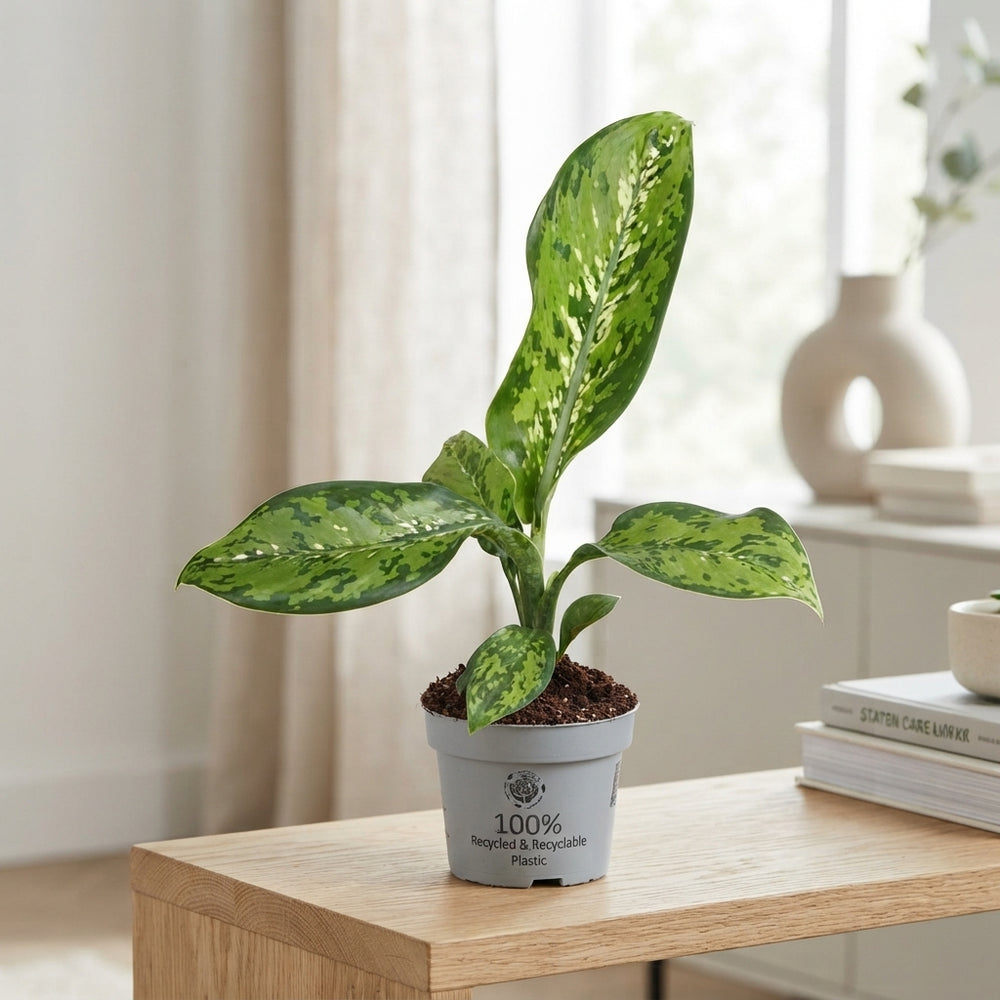 Dieffenbachia ‘Crocodile’ – 12cm Pot