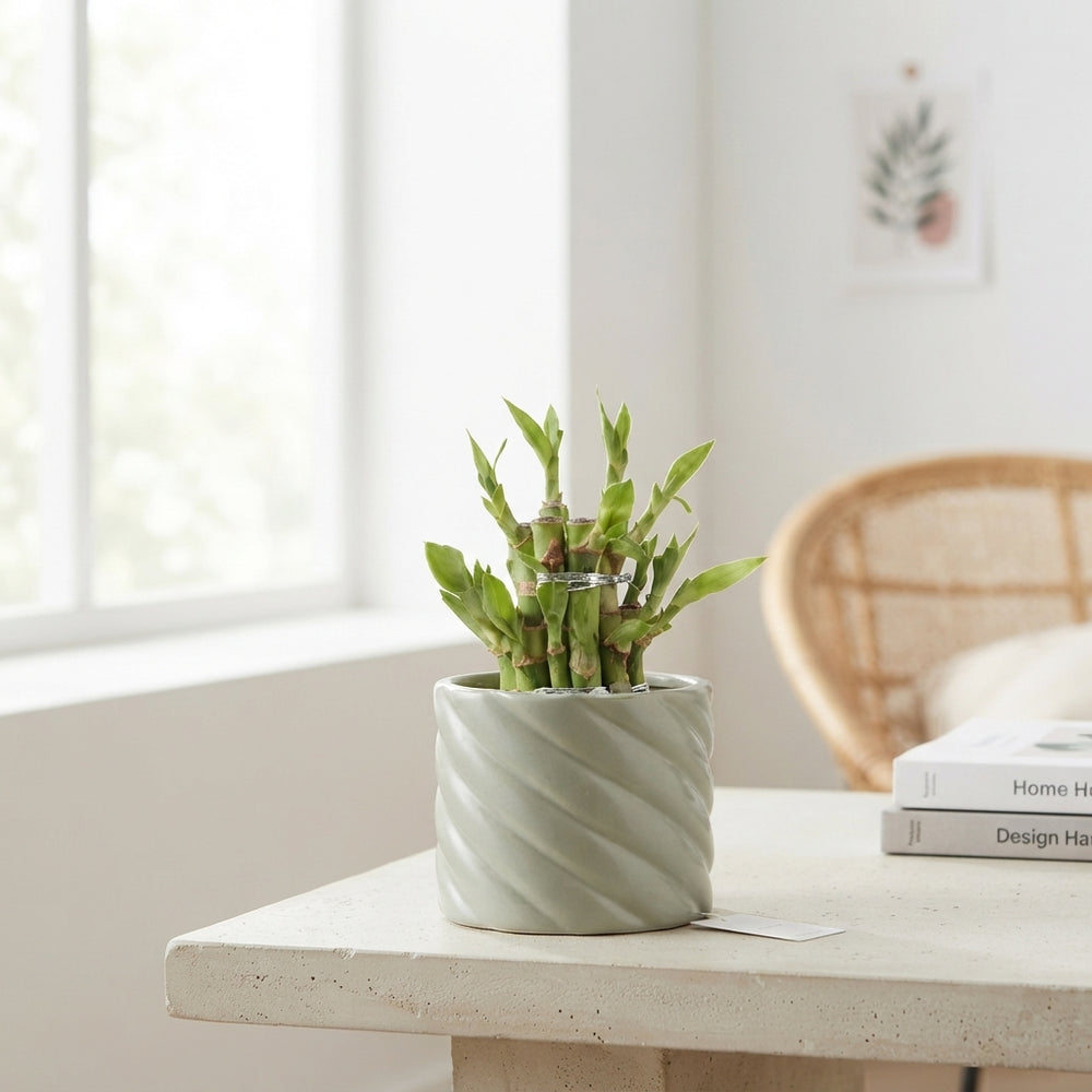 Lucky Bamboo (Dracaena sanderiana) – 11cm Pot