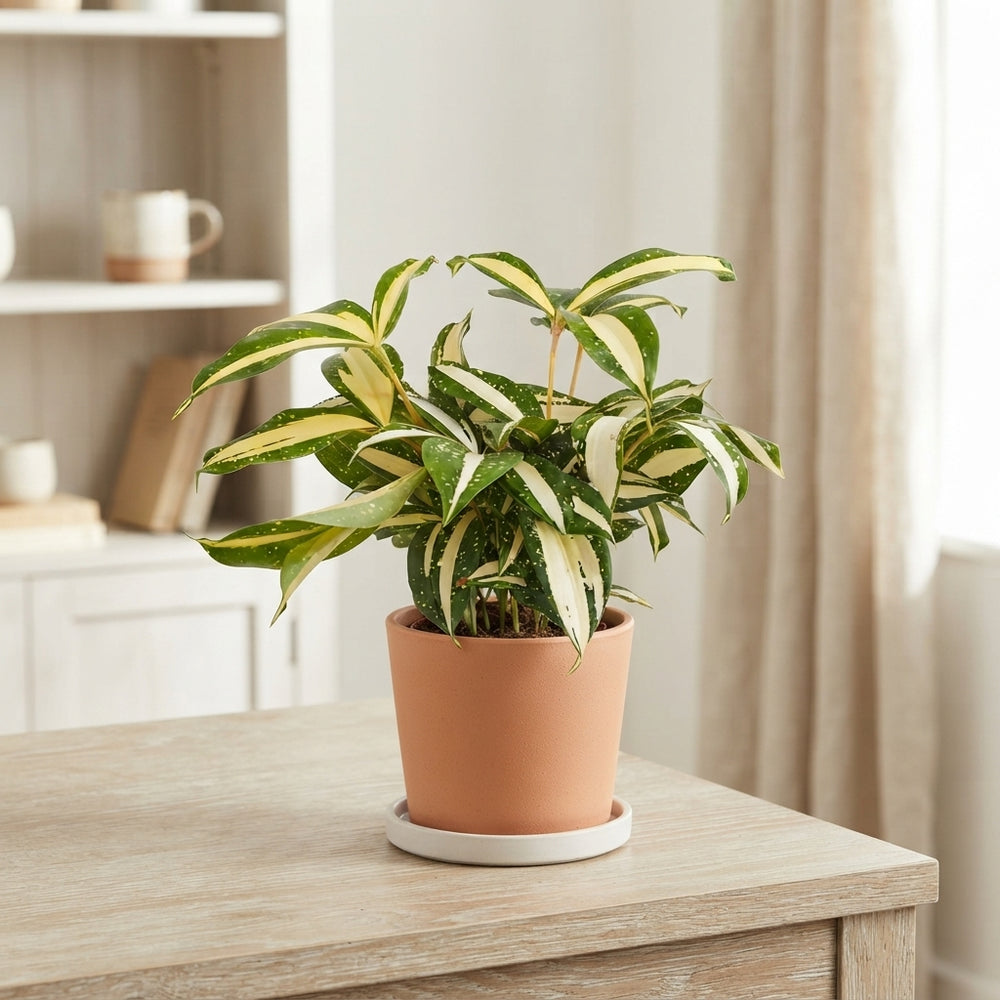 Dracaena 'Milky Way' – 12cm Pot, 25cm High