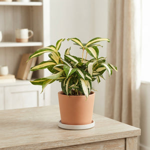 Dracaena 'Milky Way' – 12cm Pot, 25cm High