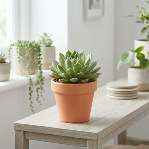 Echeveria ‘Costarii’ Succulent – 12cm Pot