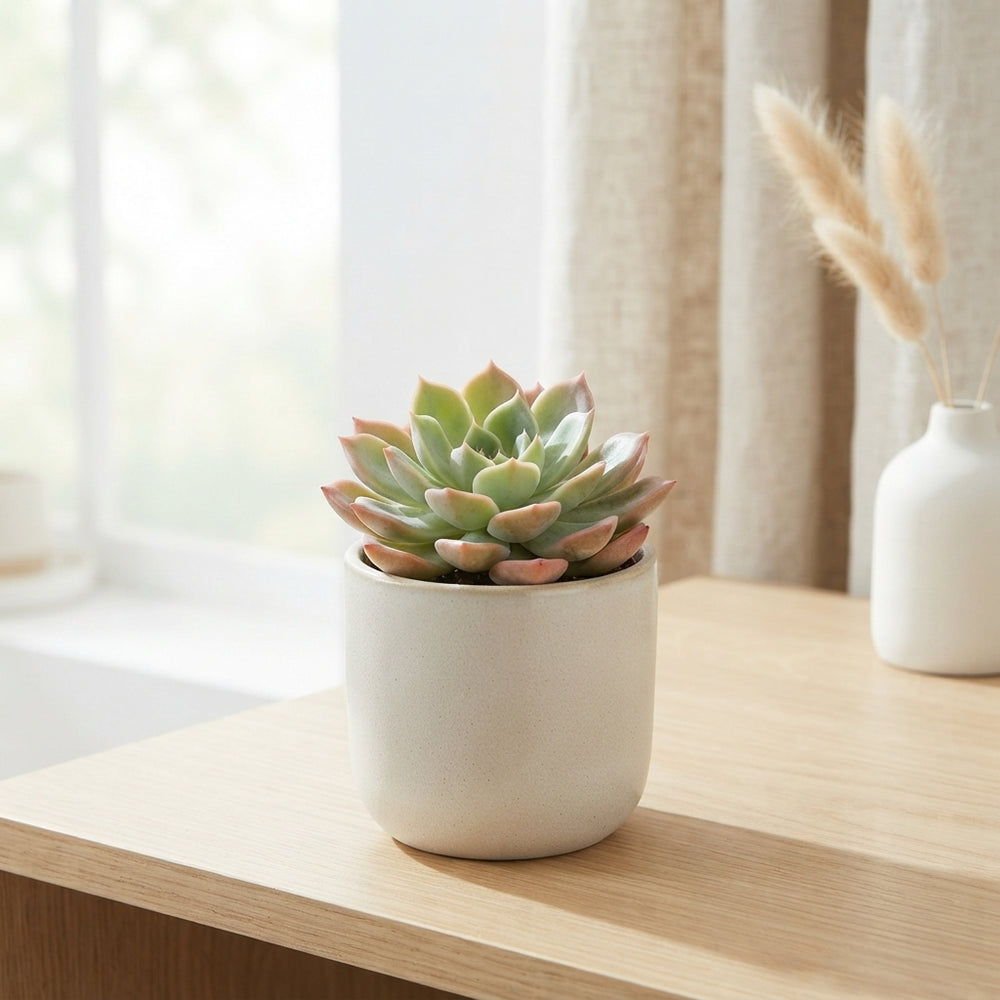 Echeveria ‘Luella’ Succulent – 8.5cm Pot