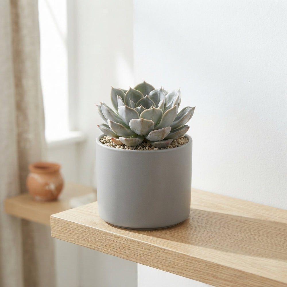 Echeveria ‘Summer’ Succulent – 12cm Pot