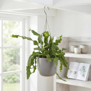 Guatemalan Orchid Cactus (Epiphyllum guatemalense) – 14cm Pot