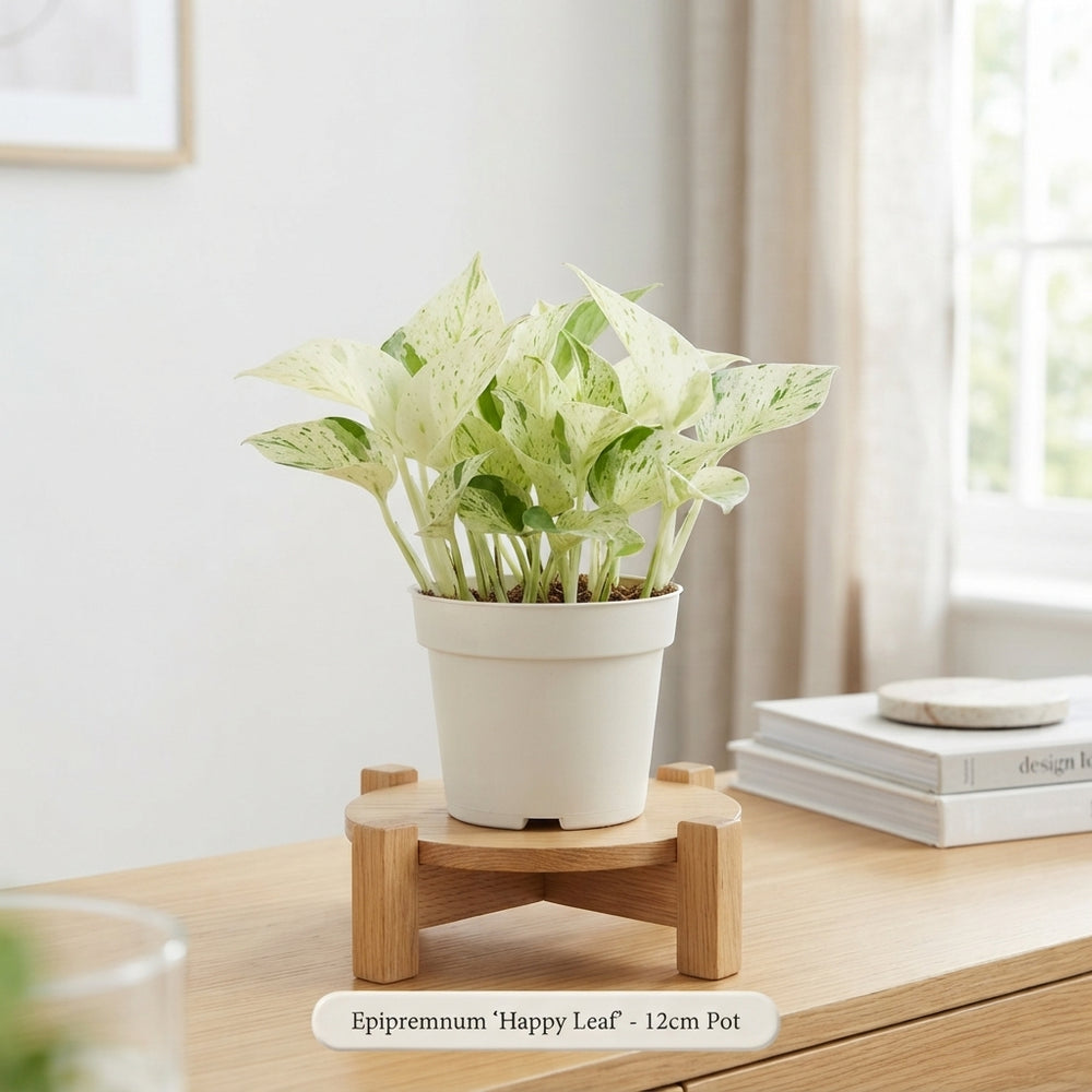 Happy Leaf Epipremnum Houseplant – 12cm Pot
