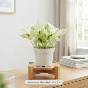 Happy Leaf Epipremnum Houseplant – 12cm Pot