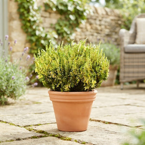 Yellow Summer Flowering Erica – 12cm Pot