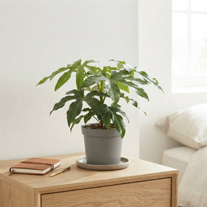 Fatsia Green Finger – 17cm Pot, Approx. 50cm High