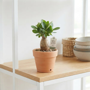 Fockea edulis Caudex Succulent – 9cm Pot