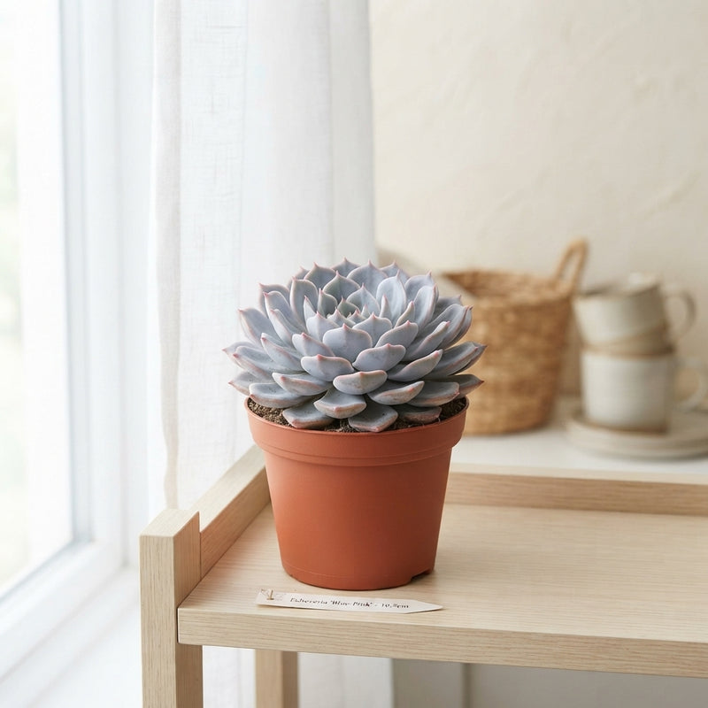 Mixed Echeveria Succulent – 10.5cm Pot
