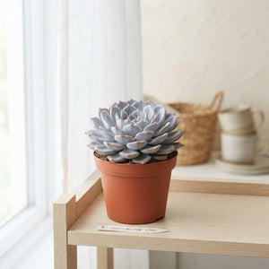 Mixed Echeveria Succulent – 10.5cm Pot