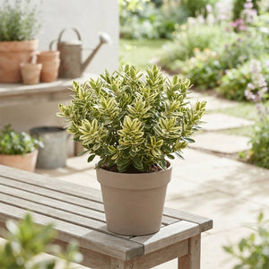 Hebe 'Katrina Blauw' – 12cm Pot, 30cm High