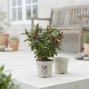 Pink Hebe 'Kirikau' – 12cm Pot, 30cm High