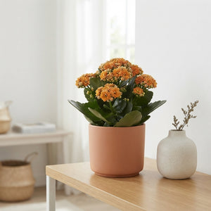 Pink Double Kalanchoe – 15cm Pot