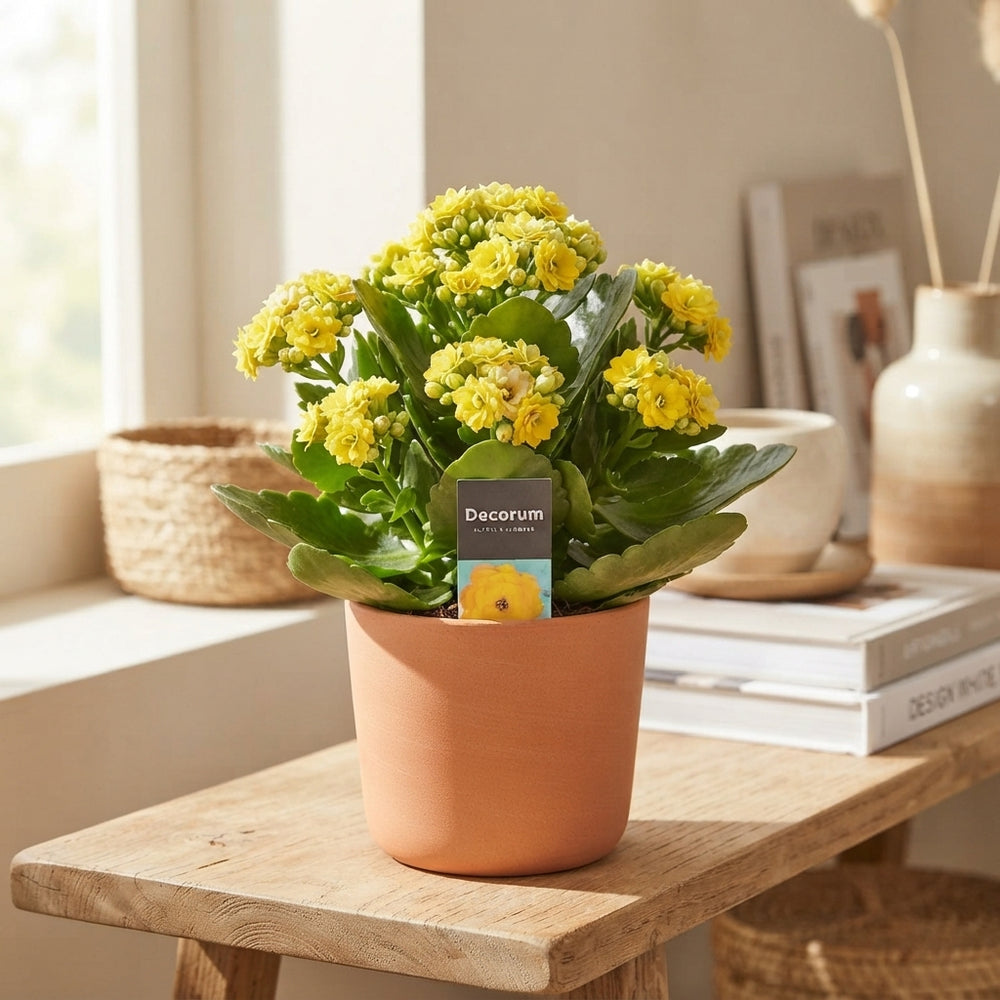 Yellow Double Kalanchoe – 15cm Pot