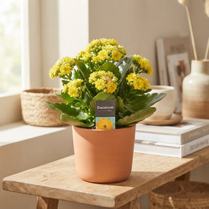Yellow Double Kalanchoe – 15cm Pot