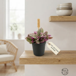 Mixed Mini Houseplant – 5.5cm Pot