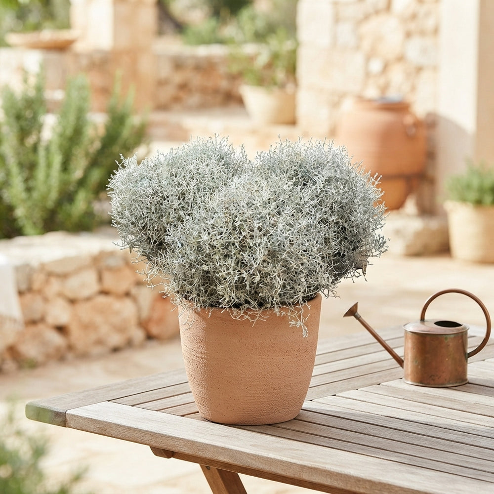 Cushion Bush (Leucophyta brownii) – 23cm Pot