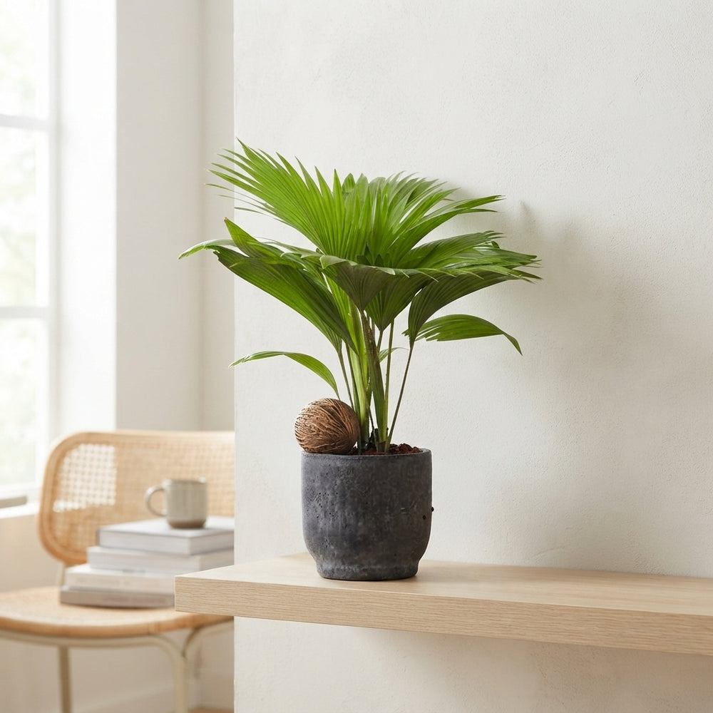 Livistona Rotundifolia Fan Palm – 14cm Pot