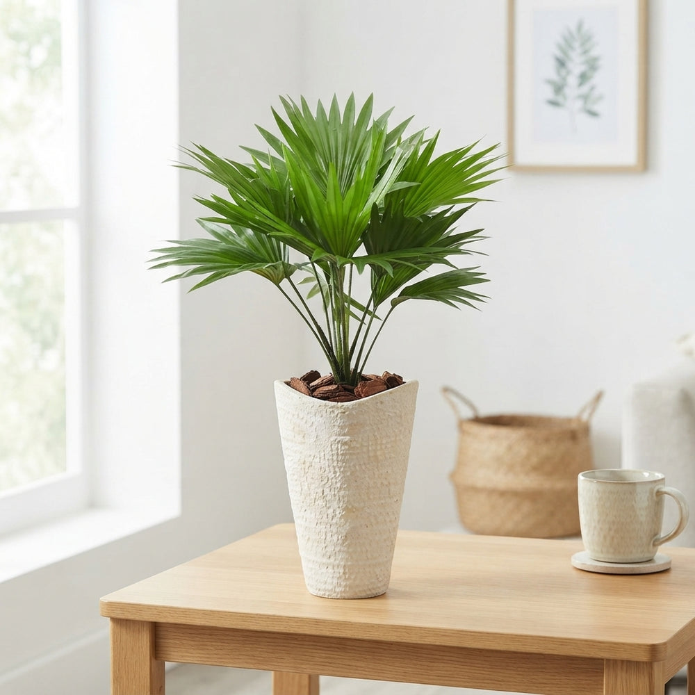 Lady Palm (Livistona rotundifolia) – 16cm Pot