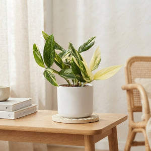 Monstera Standleyana – 12cm Pot, 45cm High