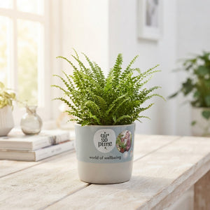 Duffii Lemon Button Fern (Nephrolepis cordifolia) – 12cm Pot