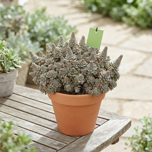 Orostachys furusei Succulent – 17cm Pot
