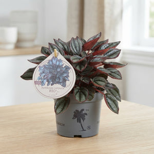 Peperomia caperata ‘Rio’ – 12cm Pot