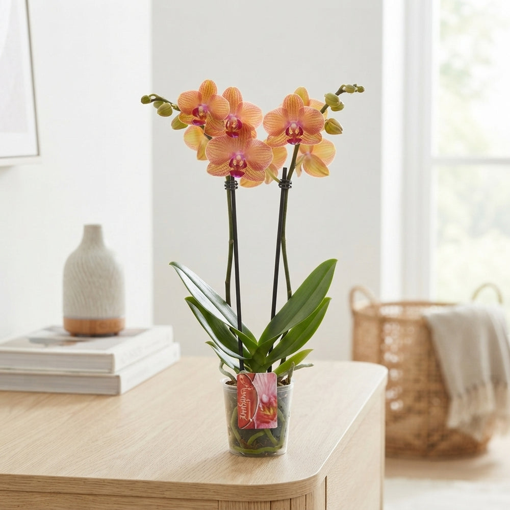 Orange Phalaenopsis Orchid – 2 Stem, 12cm Pot