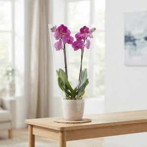 Purple Phalaenopsis Orchid – 2 Stem, 12cm Pot