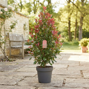 Red Robin Photinia (Photinia × fraseri) – 23cm Pot, 90cm High