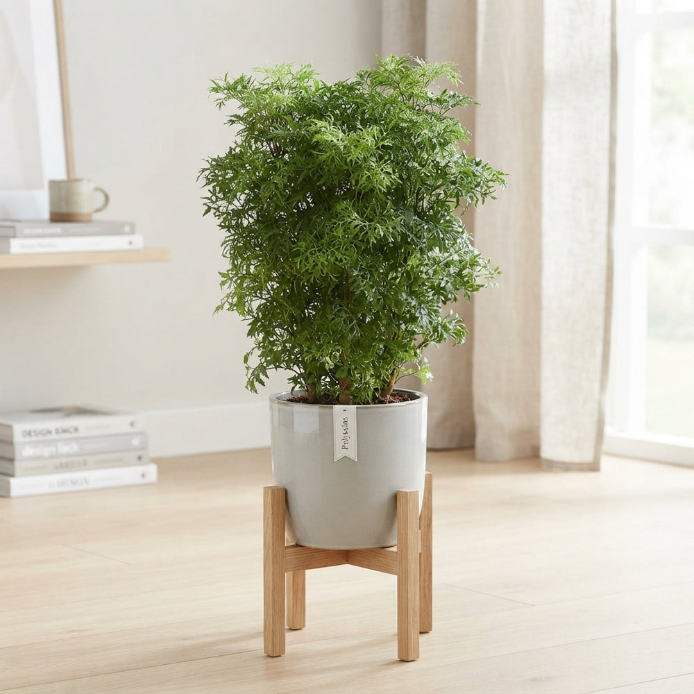Polyscias Mixed Houseplant – 17cm Pot, 85cm Height