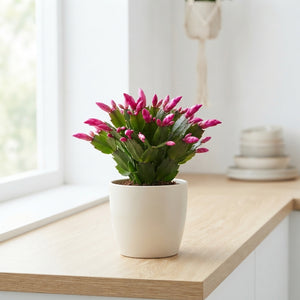 Mixed Schlumbergera Christmas Cactus – 9cm Pot