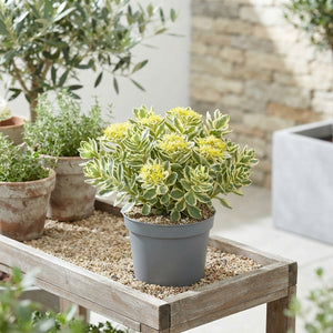 Sedum 'Atlantis' – 13cm Pot