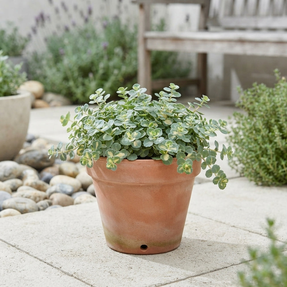 Sedum sieboldii ‘Mediovariegatum’ – 12cm Pot