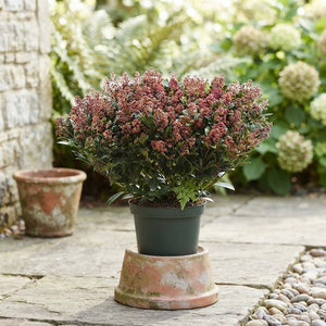 Skimmia japonica 'Rubella' – 17cm Pot, 50cm High