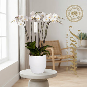 White Phalaenopsis Orchid – 32cm Pot, 120cm High