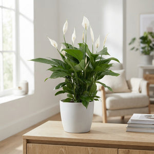 Peace Lily ‘Vivaldi’ (Spathiphyllum) – 17cm Pot