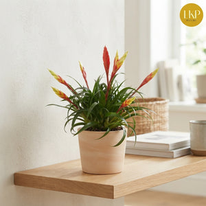 Vriesea Mixed Flowering Houseplant – 12cm Pot