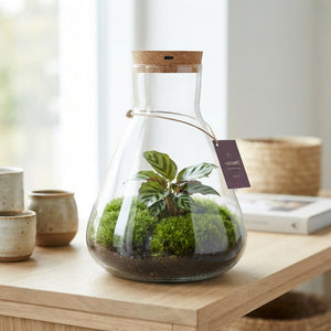XL Erlenmeyer Glass Terrarium with LED Lighting