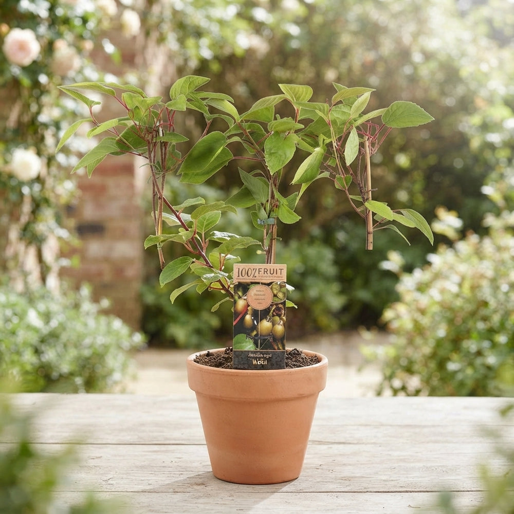 Hardy Kiwi Actinidia arguta 'Weikii' – 15cm Pot