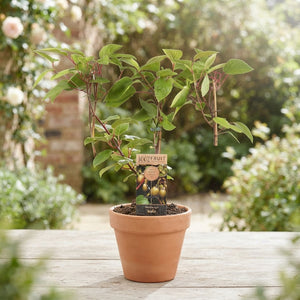 Hardy Kiwi Actinidia arguta 'Weikii' – 15cm Pot