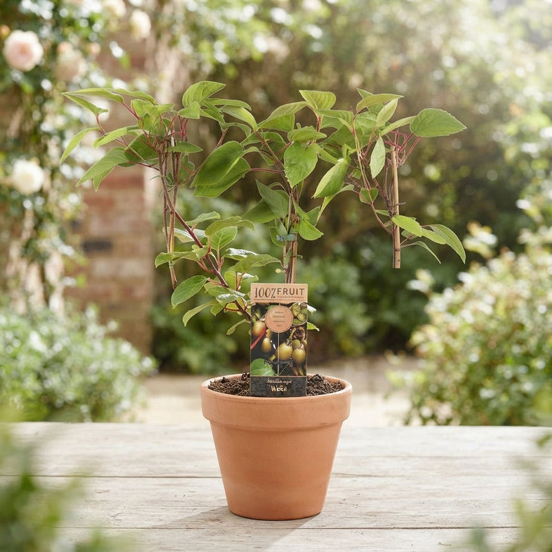 Hardy Kiwi Actinidia arguta 'Weikii' – 15cm Pot