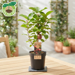 Ken's Red Hardy Kiwi Plant (Actinidia arguta) – 15cm Pot