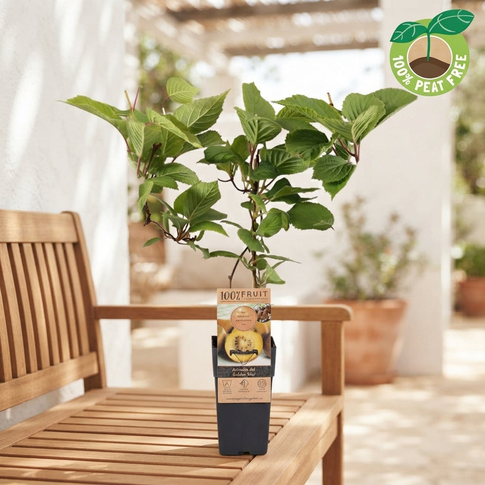 Golden Kiwi Plant (Actinidia deliciosa) – 15cm Pot