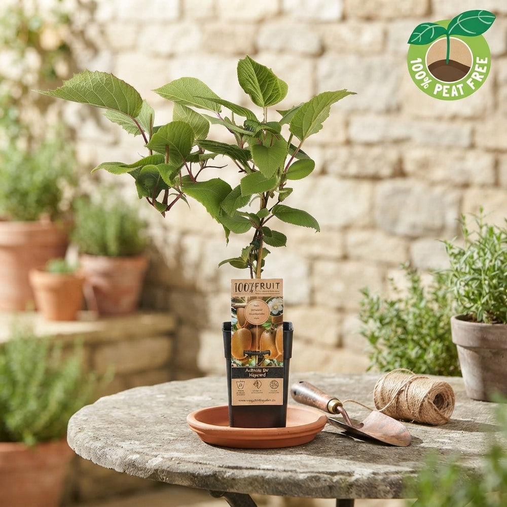 Hayward Kiwi Plant (Actinidia deliciosa) – 15cm Pot