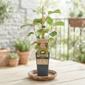 Kiwi Plant (Actinidia) – 15cm Pot, 50cm High